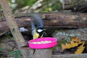 Great Tit looking for food in a plastic lid filled with seed photo