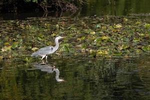 Grey Heron wading through a lake looking for fish by the lily pads photo