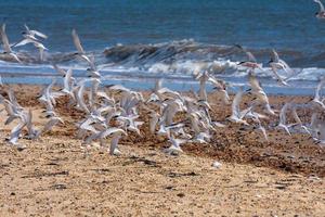 Little Terns Flying along the Beach at Winterton-on-Sea photo