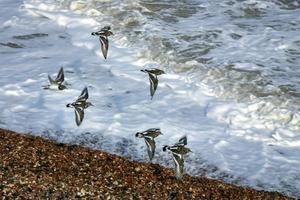 A Flock of Turnstones Flying along the Beach at Herne Bay photo