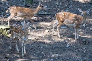 Fallow deer wandering through woodland in italy photo