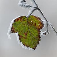 Close up of a Blackberry leaf covered with hoar frost photo