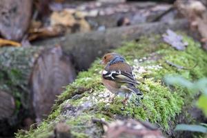 Chaffinch standing on a dead tree photo