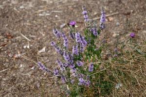 Spearmint  in full bloom near Ardingly Reservoir in Sussex photo