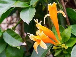 Flame Vine with Orange Trumpet Flowers Growing in Clusters in Tavira photo