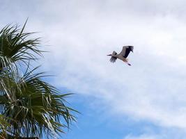 cigüeña en vuelo en faro en portugal foto