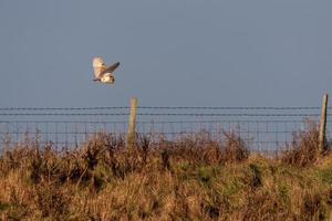 Barn Owl hunting at Elmley Marshes on a winter's afternoon photo