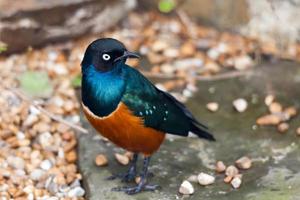 Superb Spreo Starling photo