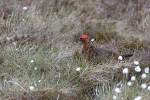 Male Red Grouse photo