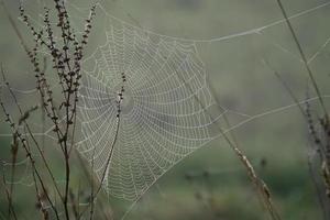 telaraña brillando con gotas de agua del rocío de otoño foto