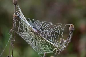 Spiders web glistening with water droplets from the autumn dew photo