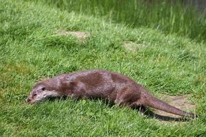 Eurasian Otter in natural habitat photo