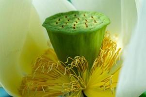 Lotus Flower close up photo