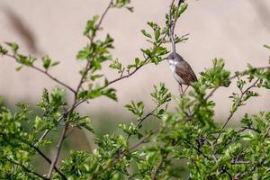 Lesser Whitethroat perched in an Hawthorn tree photo