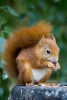 Eurasian Red Squirrel eating a nut photo