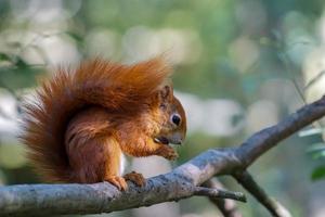 ardilla roja eurasiática foto