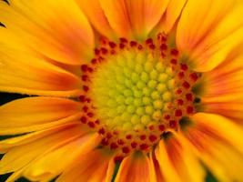 Close-up view of a yellow and orange Gazania flower photo