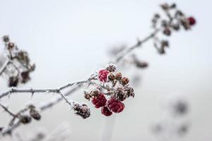Close up of some unripened Blackberries covered with hoar frost
