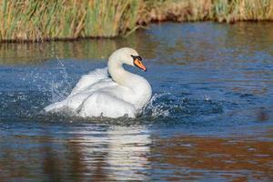 Mute Swan splashing about in the water