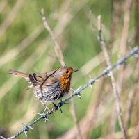 Mystery of the wet Robin perched on a barbed wire fence on a sunny spring day
