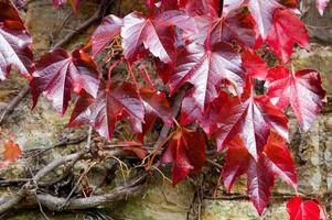 Red vine leaves photo