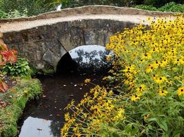 flores de susan de ojos negros por un pequeño puente en wakehurst place en sussex foto