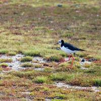 Black-Winged Stilt walking across a tidal estuary photo