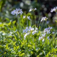 Cuckoo flowers flowering in the spring sunshine at Birch Grove in East Sussex photo