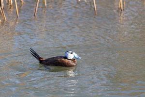 White-headed Duck swimming on a lake photo