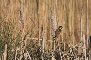 Reed Bunting clinging to a Bulrush seed head photo