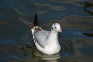 Black-headed Gull swimming in Ifield Mill pond photo