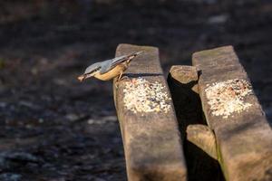Nuthatch perched on a wooden bench with a nut in it's beak photo