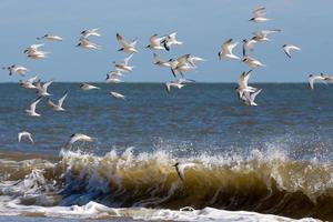 pequeños gaviotines volando a lo largo de la playa en winterton-on-sea foto