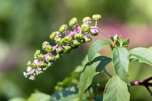 Pokeweed berries ripening in Bergamo Italy photo