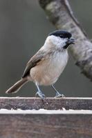 Blackcap foraging for food on a wooden seed tray photo