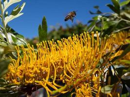 Bee leaving a Mimosa tree tree in Marbella full of yellow blossom photo