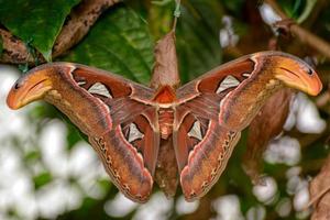 Atlas Moth with wings open photo