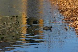 Coots swimming in golden reflections photo