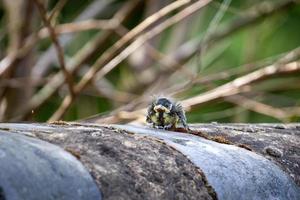 Baby Blue Tit standing on a wall photo