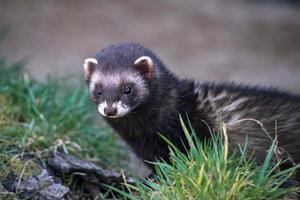 European Polecat in the English countryside photo
