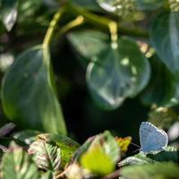 Holly Blue resting on a plant near Little Haven in Pembrokeshire