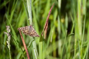 Mother Shipton moth warming up on a grass stem in the morning sunshine photo