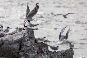 White-fronted Terns on a small island photo