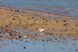 Little Tern juvenile photo