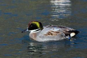 pato falcado o verde azulado foto