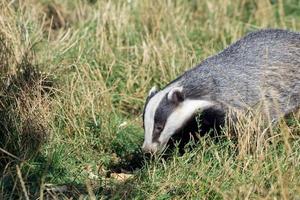 European Badger in the grass photo