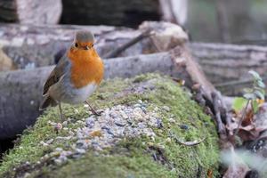 Robin de pie sobre un tronco cubierto de musgo en el sol de otoño foto