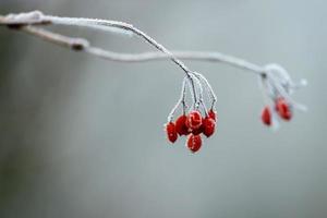 bayas rojas silvestres cubiertas de escarcha en un frío día de invierno foto