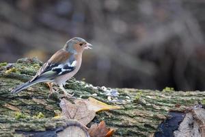 Chaffinch standing on a dead tree photo