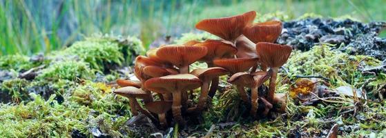 Sulphur Tuft Fungus photo